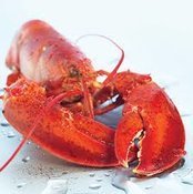 Dr. Lobster