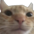 Custard