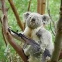 koala_master13