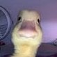 combine duck