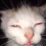 bort sempsone