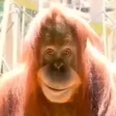 NiF